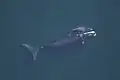 海面で休む親子