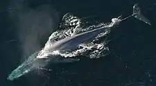 シロナガスクジラ