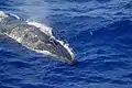 ニタリクジラ（北西ハワイ諸島沖）