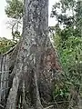 マスカルウッド Anisoptera scaphula の樹皮