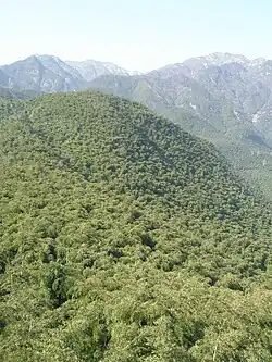 中国大竹海