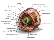 ミミズの胴体の断面