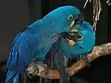スミレコンゴウインコの社会的グルーミング