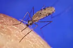 Anopheles gambiae