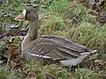 亜種マガンA. a. frontalis