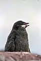雛