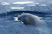 ミナミシロナガス(南極海)