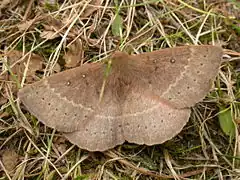Anthela nicothoe（アンテラガ科）生体, オーストラリア