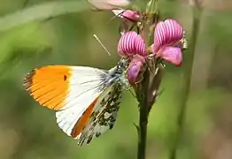 クモマツマキチョウ(Anthocharis cardamines)のオス。ヨーロッパからアジアにかけて広く分布するが、日本では中部地方の山地だけに分布する