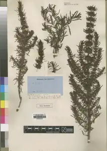 ヴェルヴィッチュによりウイラ州にて採取されたアカネ科の Anthospermum welwitschii Hiern(Wikispecies) のタイプ標本 (ロンドン自然史博物館所蔵)