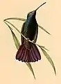 Anthracothorax nigricollis（ムナグロマンゴーハチドリ（英語版））