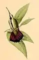 Anthracothorax prevostii（アオムネマンゴーハチドリ（英語版））
