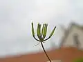 果実