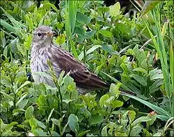 タヒバリ