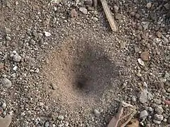 アリジゴクの巣