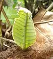 成長途中の巣葉