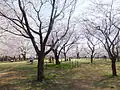 おはなみ広場