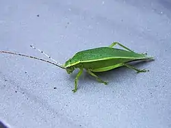 アオマツムシのメス