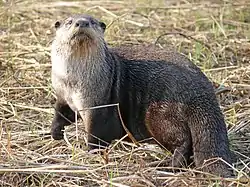 ツメナシカワウソ