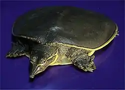 トゲスッポンA. spinifera