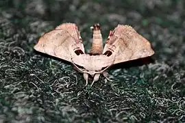 Apatelodes torrefacta（Apatelodinae亜科 または Apatelodidae科）, アメリカ