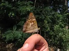 指の汗を吸う本種, セルビア