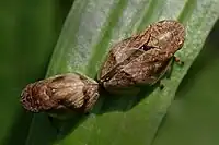 アワフキムシの一種 Aphrophora alni