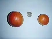 大きさの比較