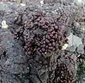 Apophlaea (ベニマダラ目)