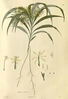 ヤクシマラン亜科Apostasia wallichii