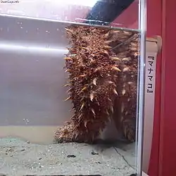 飼育下のマナマコ