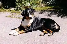 アッペンツェラー・キャトル・ドッグ