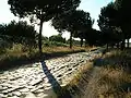 アッピア街道の松並木(イタリア)