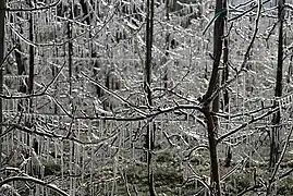 散水氷結法により氷に覆われた果樹園のリンゴの枝