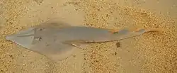 オビクロモンサカタザメ