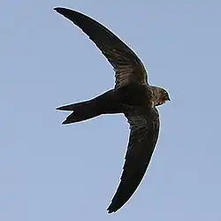 Apus barbatus
