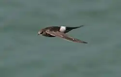 アマツバメ