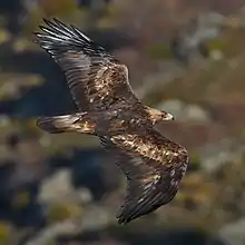 周辺の山域に生息するイヌワシ