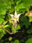 ヤマオダマキの袋果とその中の種子。