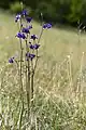 オダマキ属の花A. vulgaris