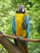 ルリコンゴウインコ