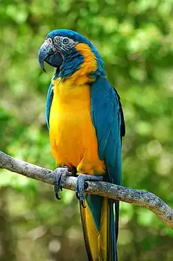 アオキコンゴウインコ
