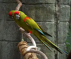 アカミミコンゴウインコ