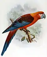 ミイロコンゴウインコ