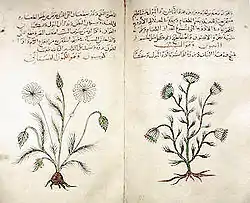 ディオスコリデス以降のアラビア語の本草書より、クミンとディル (1334年頃)、大英博物館蔵