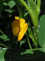 ラッカセイの花