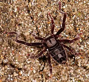 Cryptocellus goodnighti
