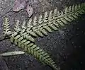 胞子葉の裏面