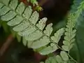 葉裏の様子