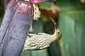 タテジマクモカリドリ(英語版)(Arachnothera magna)
